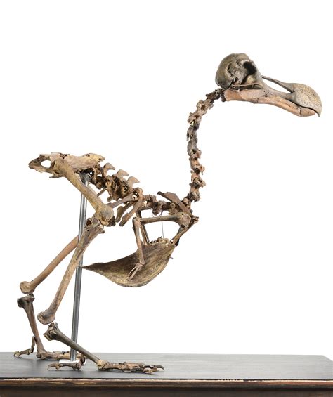 RECORD! A Near-complete Dodo Skeleton Sold for $430,000 in 2016 - The ...