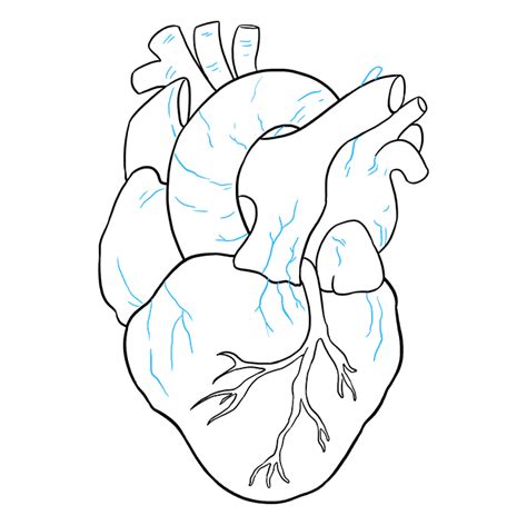 How To Draw A Real Heart at Drawing Tutorials