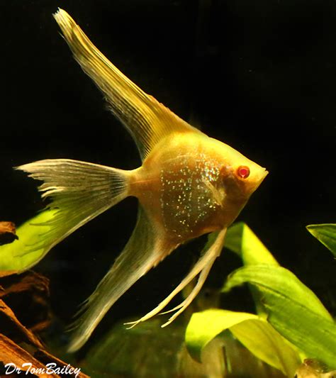 Premium Albino Veiltail Pearlscale Angelfish