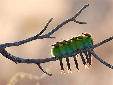 Kgalagadi Transfrontier Park Safari | Cape Fox Tours & Photography