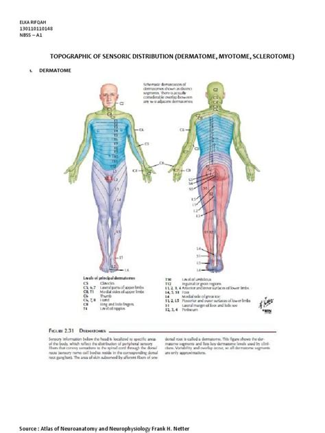 Myotome Map Dermatome And Myotome Map Images Atlas, Achievement, Legacy ...