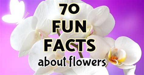 Honduras National Flower Facts | Best Flower Site