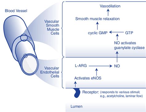 Nitric Oxide Synthesis and Activity in the Vasculature | Download ...