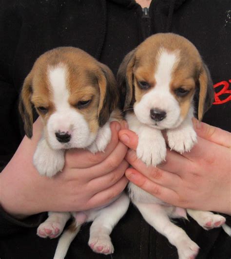 Beagle Puppies For Sale | Salt Lake City, UT #327178