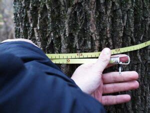 What is the Meaning of DBH and How to Measure It - Everything Arboriculture