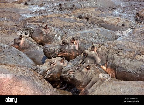 Mud hippo hippopotamus hi-res stock photography and images - Alamy