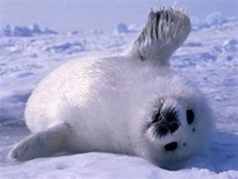 Save Baby Seals | HubPages