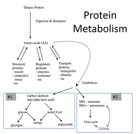 Protein metabolism Flashcards | Quizlet