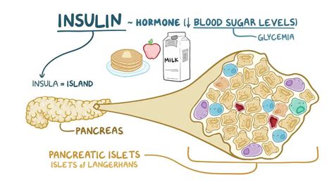 Insulin: Video, Anatomy, Definition & Function | Osmosis