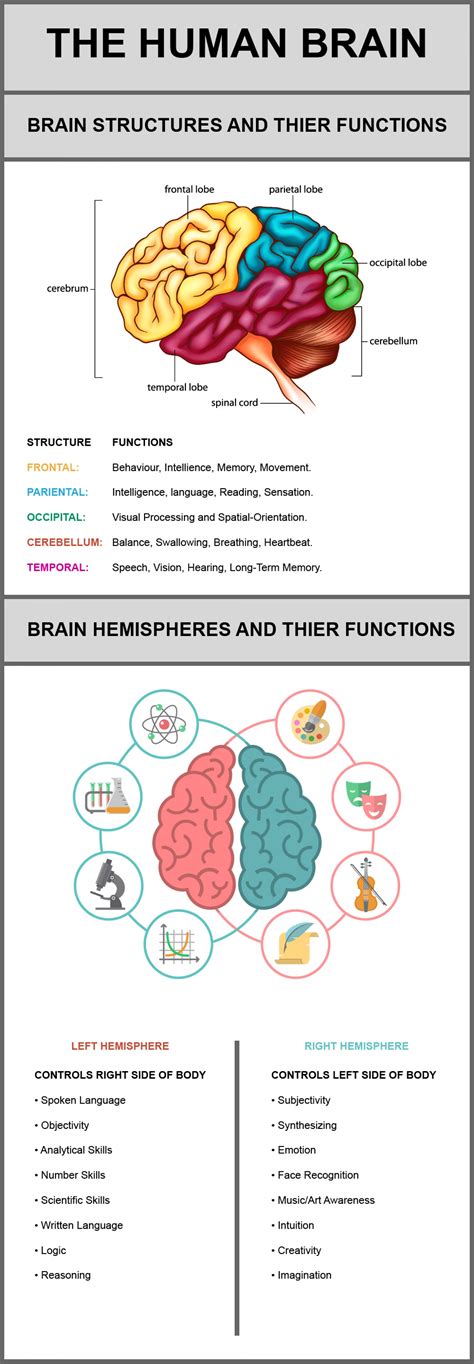 21+ The Brain Parts And Functions Chart Gif | ladif-m-simpson