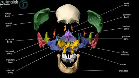 | Human body anatomy, Anatomy bones, Human skull anatomy