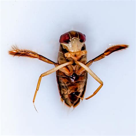 Water Boatman - Hesperocorixa - BugGuide.Net