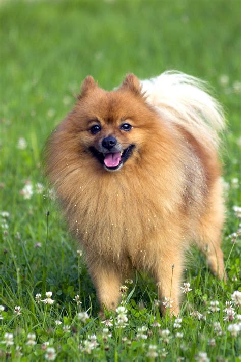 Pom Pom Dog Breed - Pets Lovers