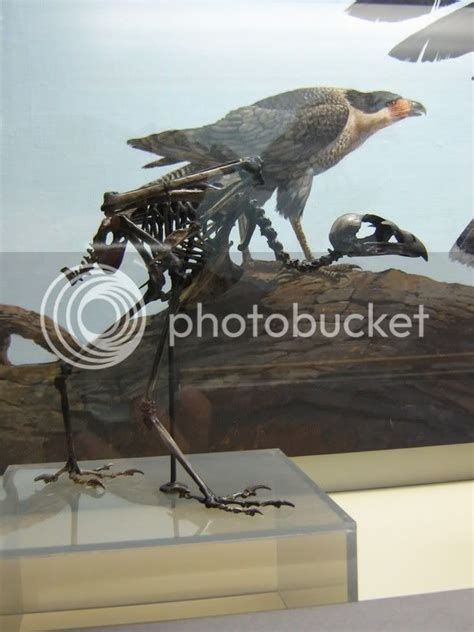 Hawk Skeleton Photo by crazypurplewaterbug | Photobucket