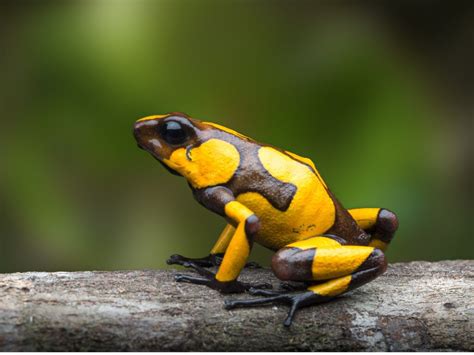 How do amphibians breathe?