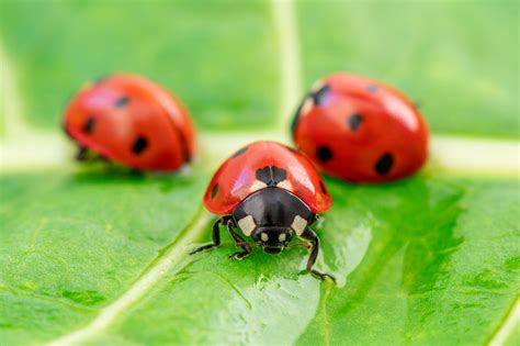 Ladybug: Tiny Heroes in Your Garden's Pest Control