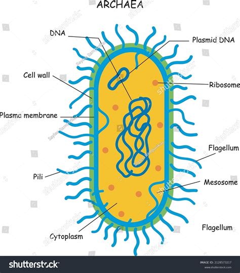 275 Archaea bacteria Stock Vectors, Images & Vector Art | Shutterstock