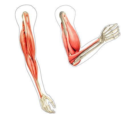 Biceps Muscles (Brachii & Brachialis)