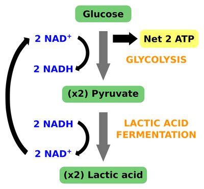 Lactic acid fermentation - Labster