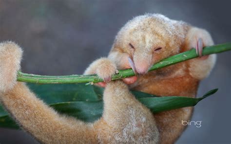 かわいい動物-2013年7月Bingの壁紙プレビュー | 10wallpaper.com