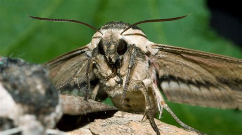 Privet Hawk-Moth (Sphinx ligustri) - Woodland Trust