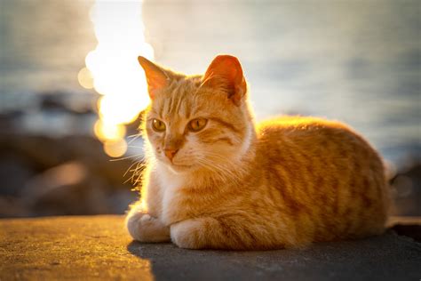 Woman Claims She Has the ‘Most Orangest Cat’ in History and She Might ...