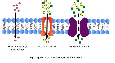 Phospholipids Between Us: (Part 2) Transport through Cell Membranes ...