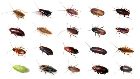 3+ Types Of Roaches With Best Pictures - The Cockroach Guide