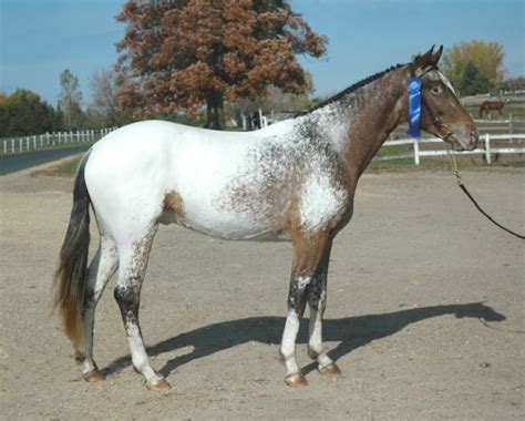 Appaloosa Sport horse | petmapz by Dr. Katz, Your veterinarian endorsed ...