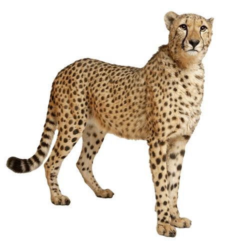 Cheetah Still transparent PNG - StickPNG