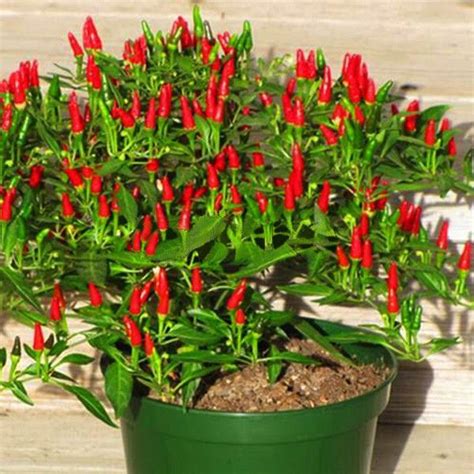 Thai Sun Hot Pepper Capsicum Annuum Ornamental Chili Seeds | Hot ...