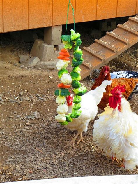 Eight healthy homemade treats for your chickens | The Owner-Builder ...