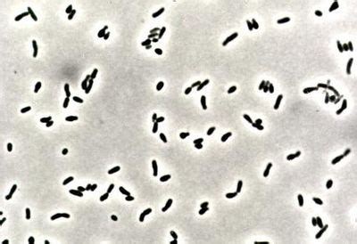 Corynebacterium - microbewiki