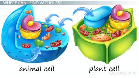 Vacuole In Animal Cell And Plant Cell