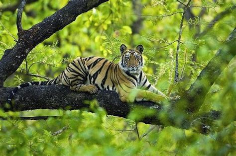 Wildlife conservation in India, safeguarding the future