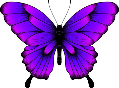 Tropical Purple Butterfly Illustration - Beautiful Butterfly Vector ...