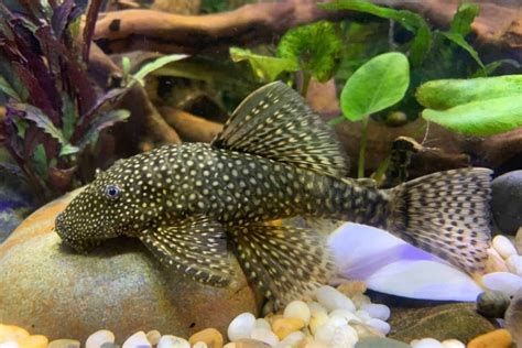 Bristle Nose Pleco Female – The Fish Guy