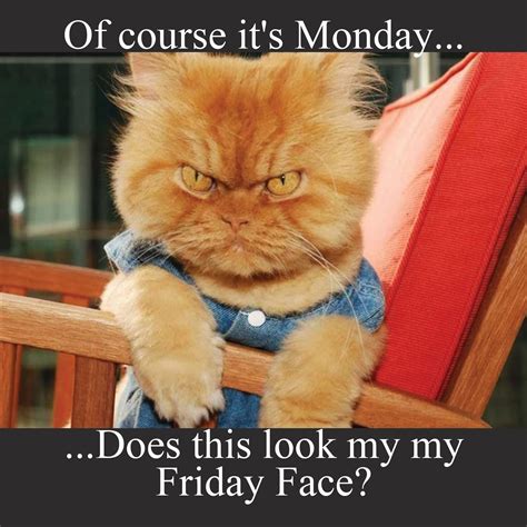 Monday Face | Good morning funny pictures, Funny animal quotes, Funny ...