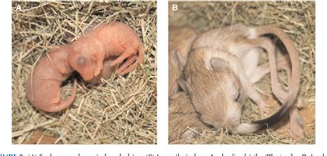 Figure 3 from Husbandry and breeding of the lesser Egyptian Jerboa ...