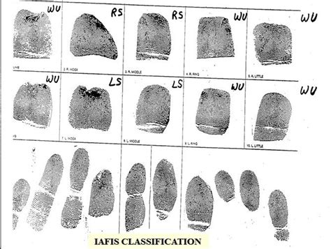 Fingerprint Classification System - Basic Guide to Fingerprint Science ...