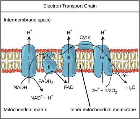 Reading: Electron Transport Chain | Biology I