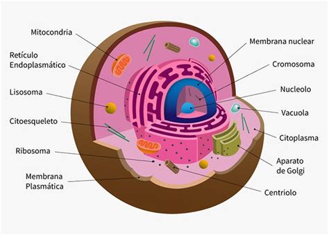 Esquema De Las Partes De La Celula - vostan