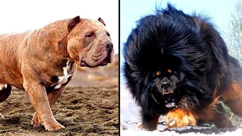 Fat Dog Breeds : Five Fat Dog Breeds | PetHelpful / This breed is easy ...