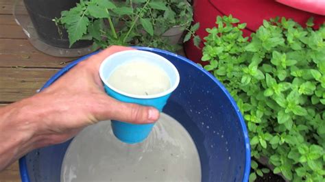 Video how to treat & prevent blossom end rot in tomatoes. By Gary ...