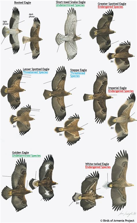 Plate 14 - Eagles - A Field Guide to Birds of Armenia ::Acopian Center ...