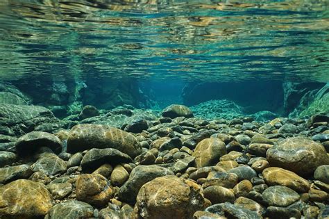 11 Fascinating Facts About Freshwater Ecosystem - Facts.net