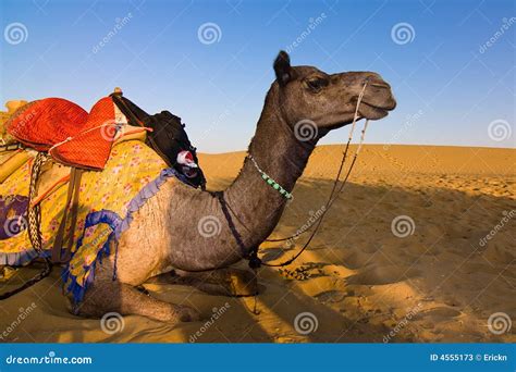 Camel in Thar desert stock image. Image of transportation - 4555173