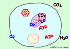 File Cellular Respiration Gif Cellular Respiration Fermentation - Gambaran