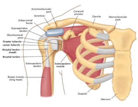 Shoulder Subluxation - Sports Clinic NQ