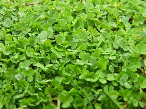 Micro Clover Lawn Pros And Cons (Guide) - Farmer Grows